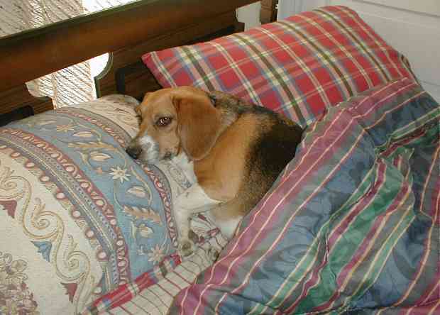 [bedbeagle]